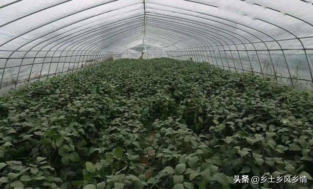 早春毛豆结荚少、荚内籽粒少？是这三方面没做好，今年别再错了