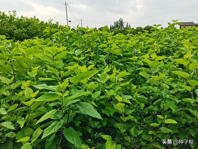 饲料蛋白桑，耐寒耐旱，好成活，种植一次能割30年，种植技术介绍