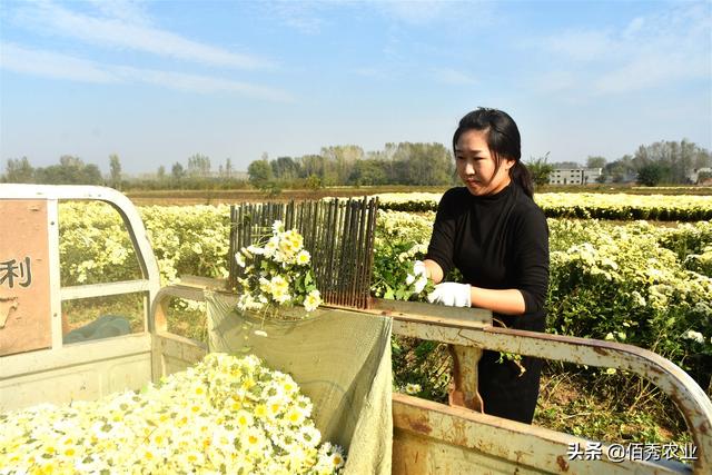 农民种植菊花，经济效益喜人，地头就能销售，摘花工具有智慧