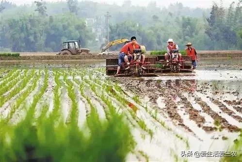 农民朋友请注意，水稻种植有很多种补贴的？您别忘了去领