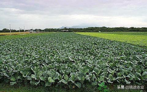 铭途农业：芥蓝的有效栽培技术，给大家这几种方法