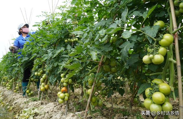 各地蔬菜种植时间表，菜农必备技能，一年四季种啥全知道