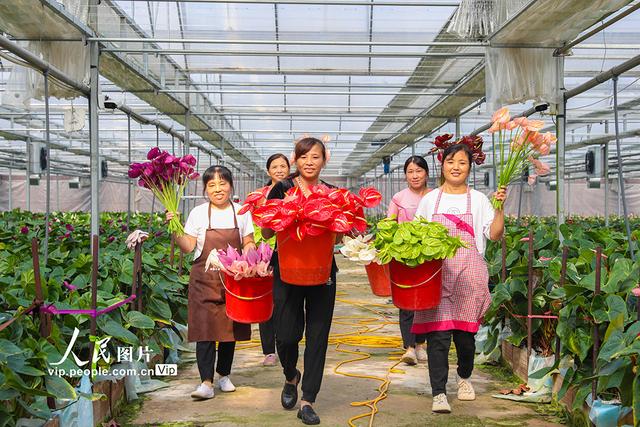 河南清丰：鲜切花远销一线城市