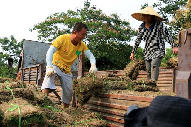 河南青年一棵草带富一个村，1平方草坪卖13耕种收割100天，有门道