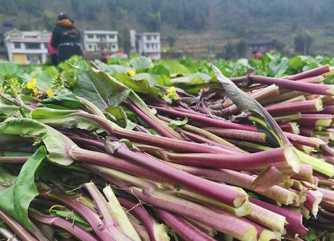 “金殿玉菜”红菜薹——与武昌鱼齐名的武汉名产，栽培技术详解