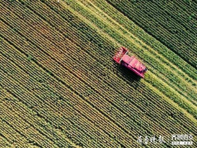 “超级谷物”藜麦在齐河大面积种植成功