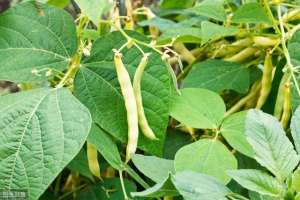 冬季大棚油豆的种植(种油豆角，如何避免落花落荚？采取这6大措施，豆角坐荚多产量高)