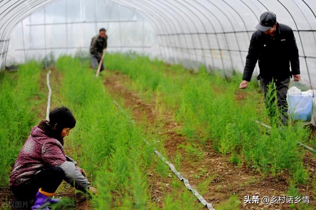 我就看好这四种蔬菜，种一次能连续收获多年，省工省力又高产