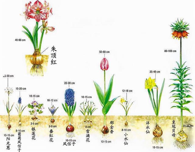 球根种植的深度和季节的关系