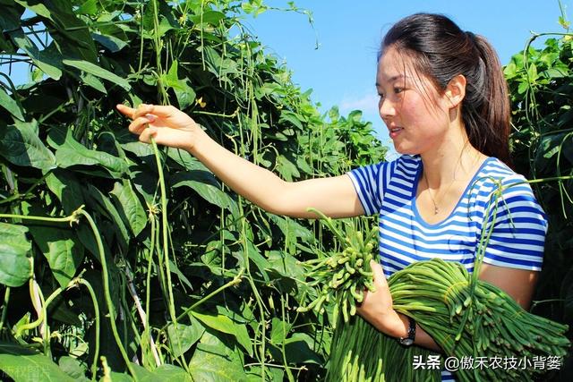 豆角如何种植和管理，才能让苗株长势更好、开花结荚更多？