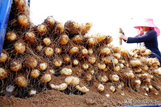 山药种植难度大，提前做好3个基础保障措施，可减少后期工作量