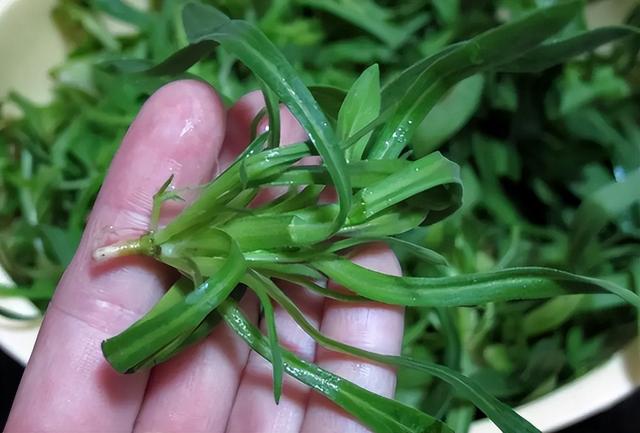 俗称“面条菜”，麦田常见的杂草，也是充饥的野菜，好吃价值也高