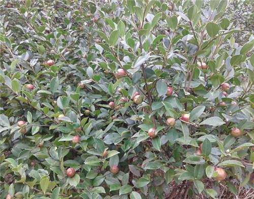 茶油树长什么样 ，茶油树种植几年能结果