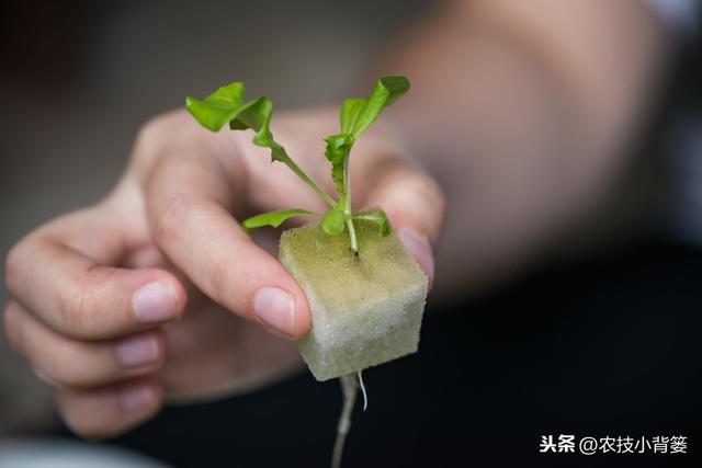 早春二月适合种植哪些蔬菜？蔬菜播种育苗、移栽定植应当注意什么