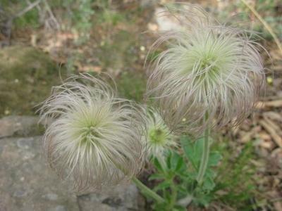 白头翁分布在山岗、荒坡及田野间，叶片呈卵形，花萼蓝紫色