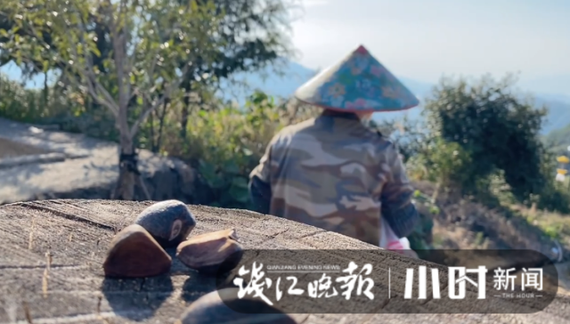 一棵树两斤油，浙江油茶霜降开采，如果一对夫妻管理百亩油茶，年收入能有多少？