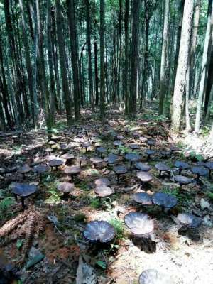 野生灵芝种植技术(特色种植，林下灵芝种植要点有哪些？总结4点给大家参考：)