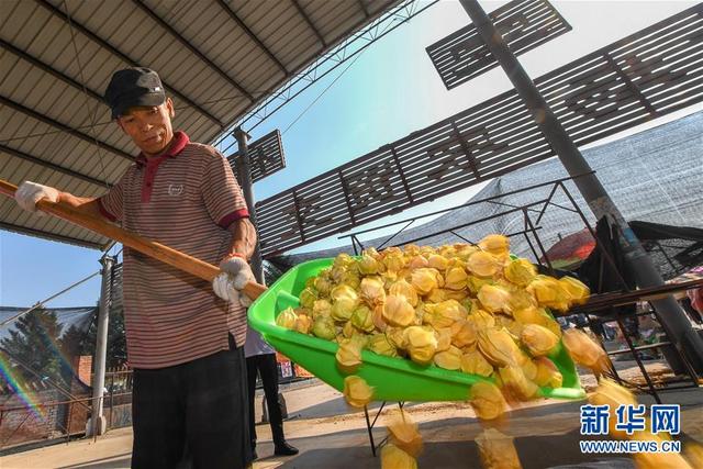 吉林大安：积极推进黄菇娘种植产业，助力农民增收致富