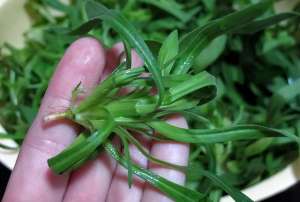 面条菜的种植方法(俗称“面条菜”，麦田常见的杂草，也是充饥的野菜，好吃价值也高)