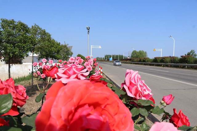 东海双店镇：月季大道芬芳绽放 鲜花小镇魅力无限