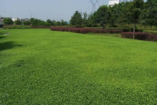 一斤草籽能种多少平方？