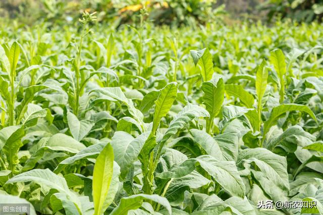 烟草的种植技术很重要，懂得这些方面，就可以种好