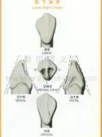 口腔解剖图谱