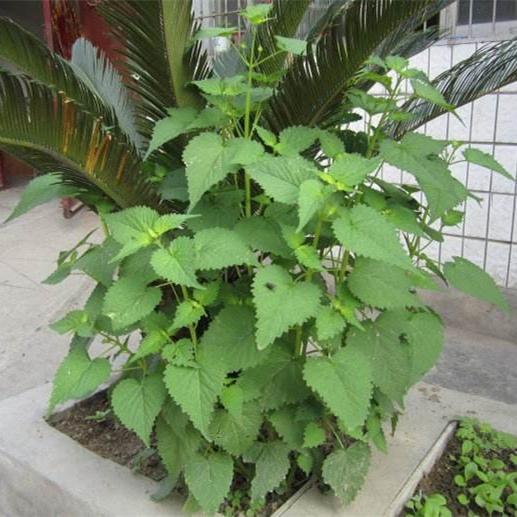 香料植物栽培 藿香栽培管理