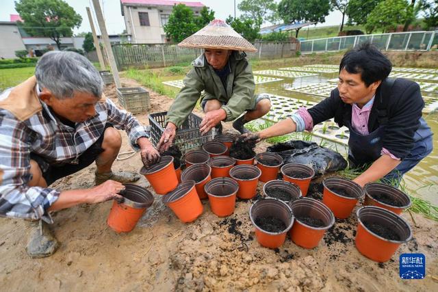 “水上种植”助农增产增收