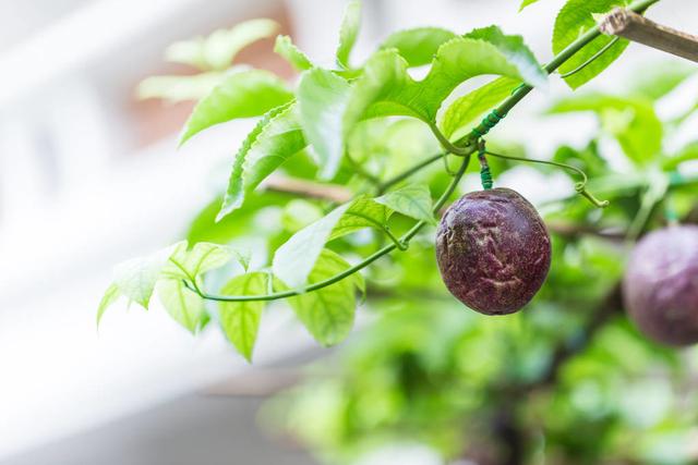 想要吃放心西番莲，就得掌握西番莲栽培种植管理及病虫防治