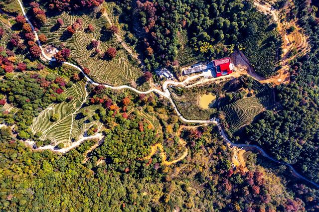 岭南叶正红，广东有座“红枫茶山”