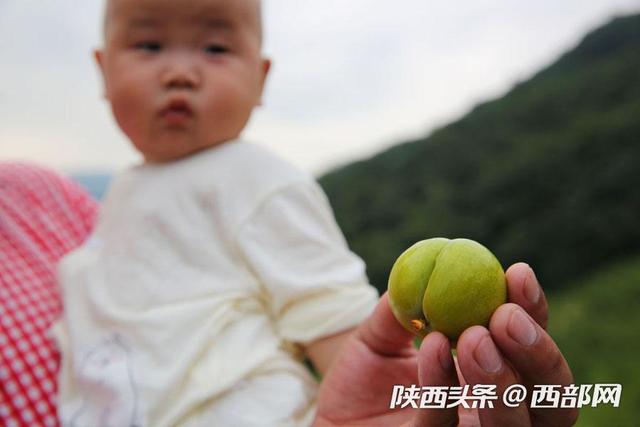 石泉试种贵州蜂糖李获成功 一家人辛苦3年尝到最好吃的李子