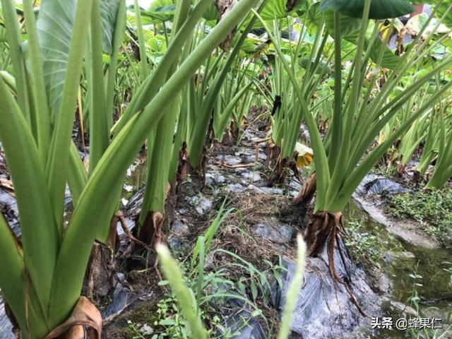 别人十多斤的一个芋头是怎么种出来的？下面这些种植要求必不可少