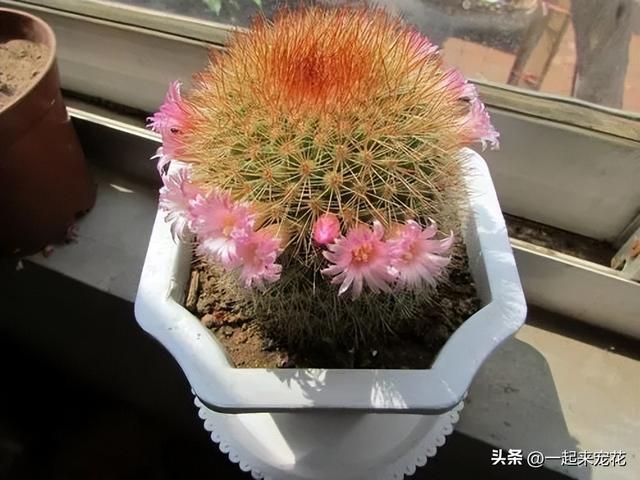 适合室内种植的5种花，每一种都是颜值担当，好养好看空气更清新