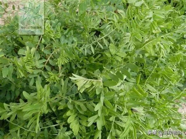 兵豆（小扁豆）种植时间及技术措施