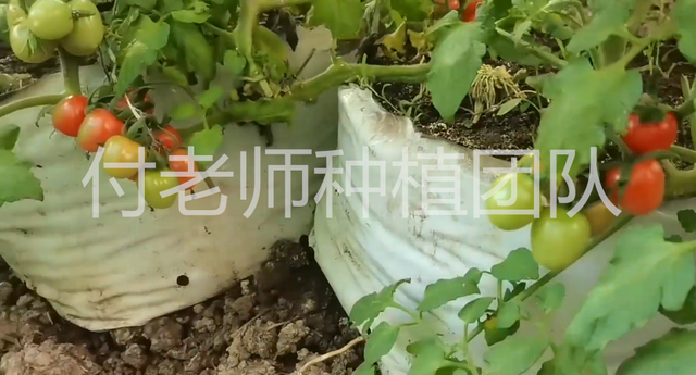 种植袋多高适合种植瓜果？选对了，成本低效果好