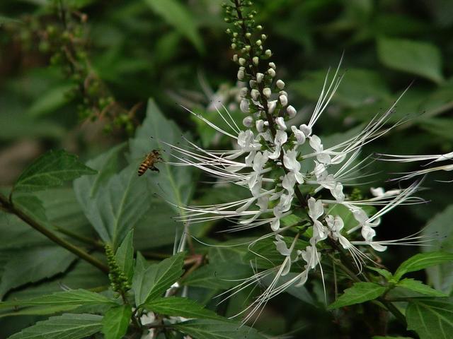 名字俏皮可爱，村边的“猫须草”，能长到1米，作用还不少！