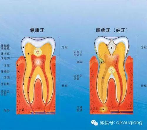 口腔解剖图谱