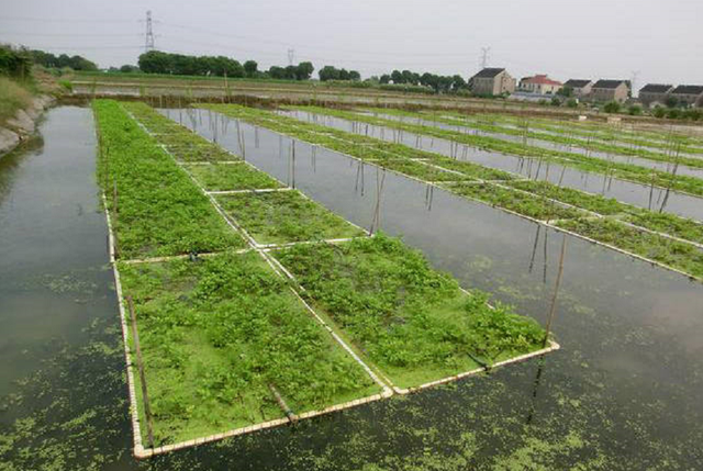 江苏水芹养殖新技术，每亩产值4万元！种植过程中需要注意什么？