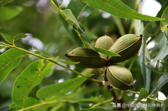 碧根果的种植条件和管理方法