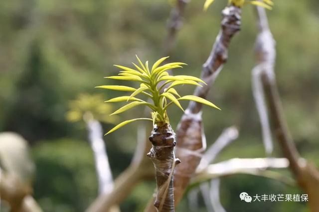 芒果独家视频：这3种嫁接方法，看懂了受益终生