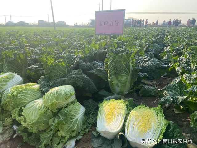 18个白菜新品种亮相！新乡市农科院为“菜篮子”保驾护航