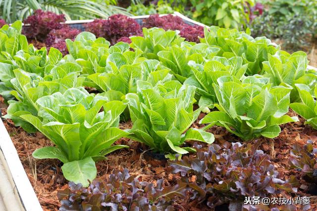 早春二月适合种植哪些蔬菜？蔬菜播种育苗、移栽定植应当注意什么