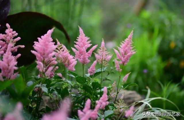 6种适合庭院栽植的开花植物，一年最少开花3个月，你家有吗？