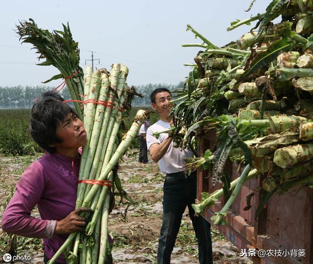 莴苣种植上市晚、产量低？9个种植管理细节手把手教你夺高产