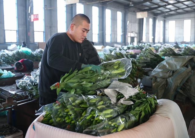 （经济）辽宁凌源：鲜花产业助农增收