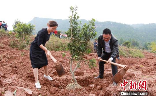 浙江仙居万株杨梅苗“远嫁”四川旺苍 为当地栽下脱贫梦