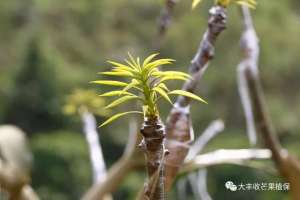 芒果种植视频技术(芒果独家视频：这3种嫁接方法，看懂了受益终生)