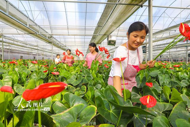 河南清丰：鲜切花远销一线城市