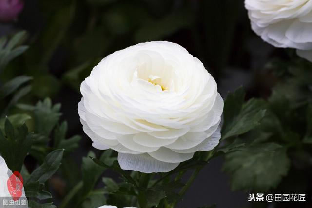 花毛茛块根种植方法，简单几步，白根芽点冒不停